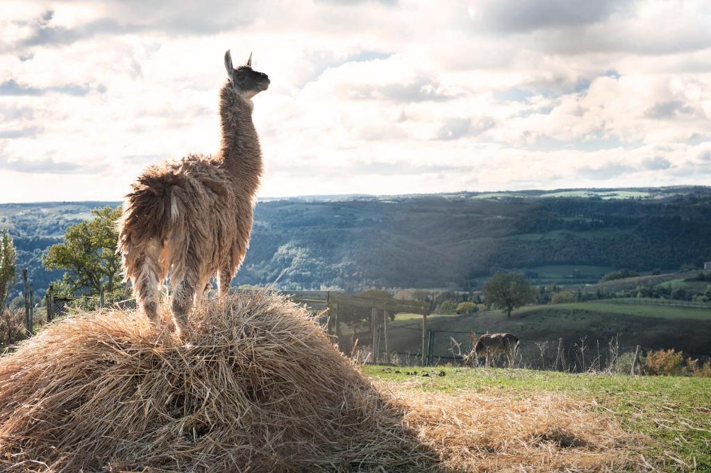 Farm stay Tenuta Di Corbara *
